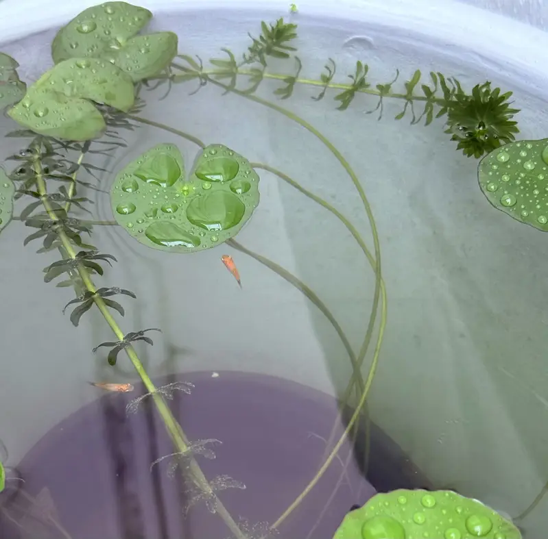 Aquarium Plants | Aquatic Plants | Pond Plants — photo 6