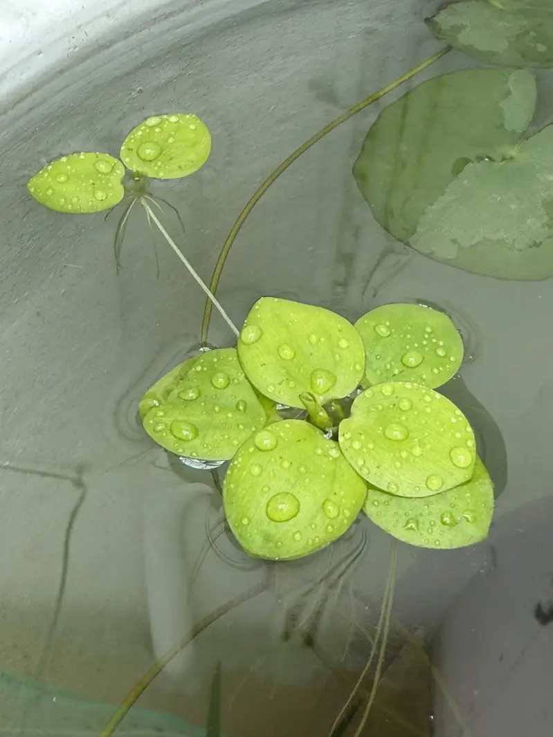 Aquarium Plants | Aquatic Plants | Pond Plants — photo 7