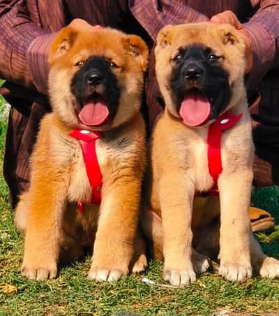 King kurdish kangal pair / Alabai Pair / security dog / afghan kochi
