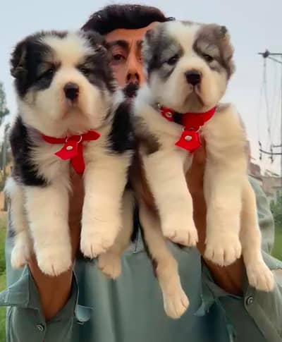 Alabai Pair / security Dog / Afghan Kochi / King kurdish kangal pair