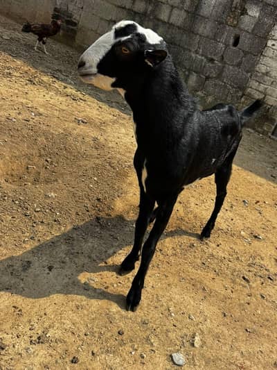 1 Ablak Male tedda      1 shera print bakri pregnant