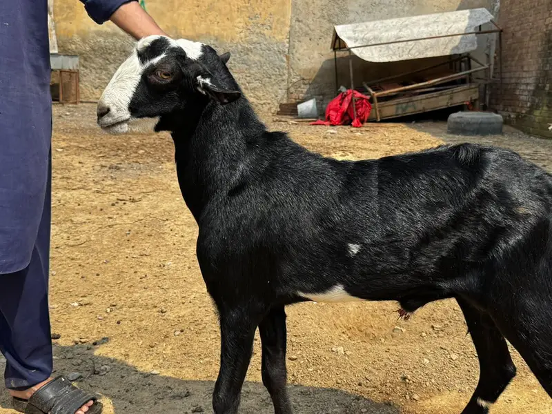 1 Ablak Male tedda      1 shera print bakri pregnant — photo 2