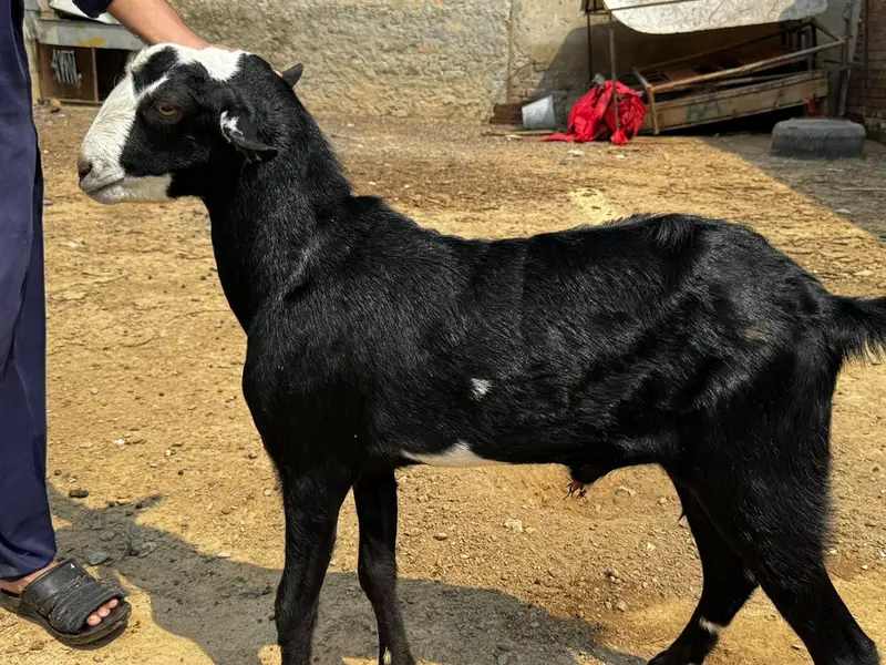 1 Ablak Male tedda      1 shera print bakri pregnant — photo 3
