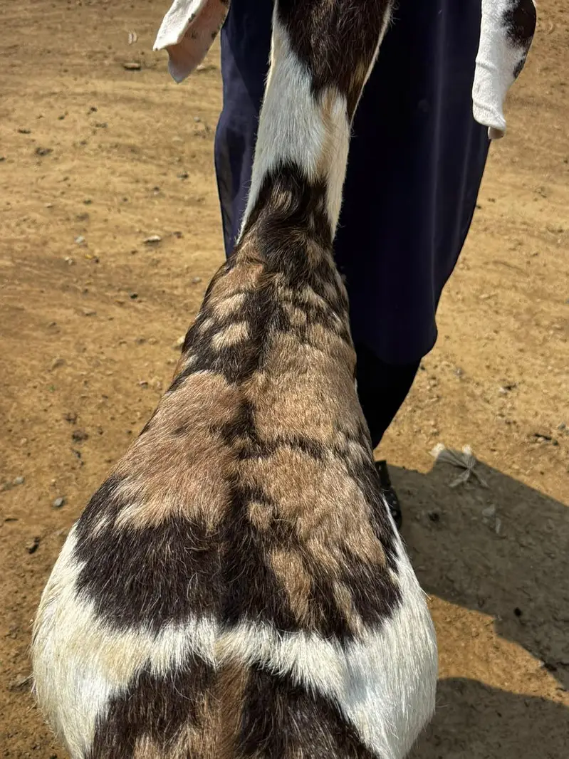 1 Ablak Male tedda      1 shera print bakri pregnant — photo 4