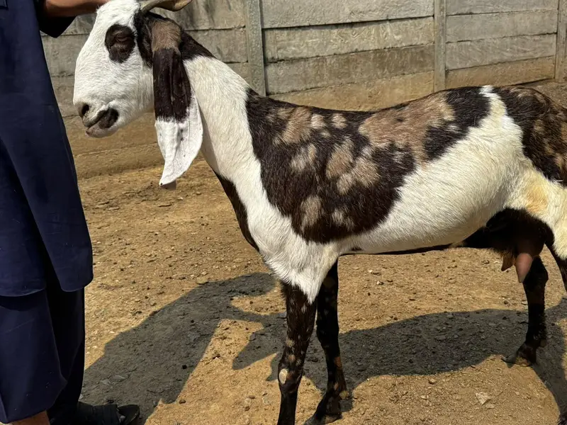 1 Ablak Male tedda      1 shera print bakri pregnant — photo 5