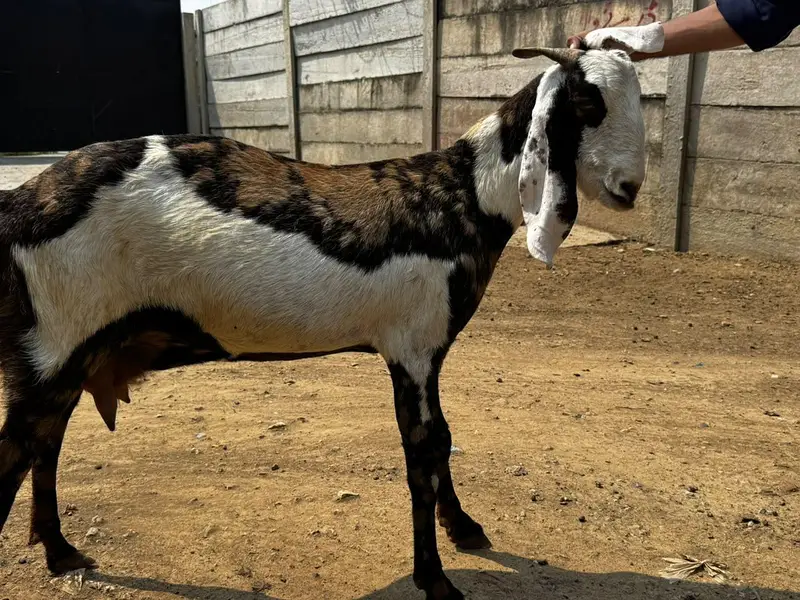 1 Ablak Male tedda      1 shera print bakri pregnant — photo 6