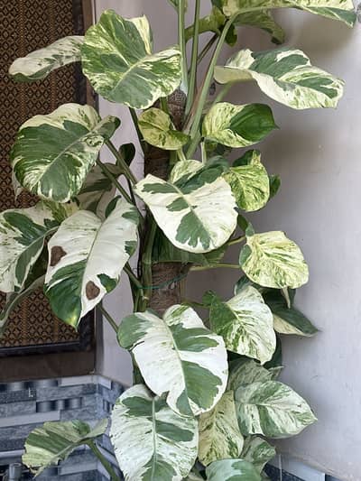 Njoy pothos | Money plant