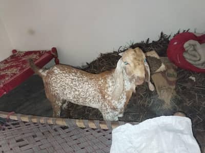 desi Bakra for sale