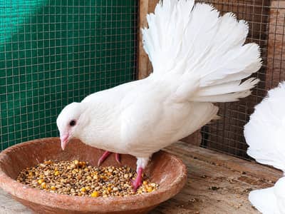 Lucky Kabootar for sale 03004153378
