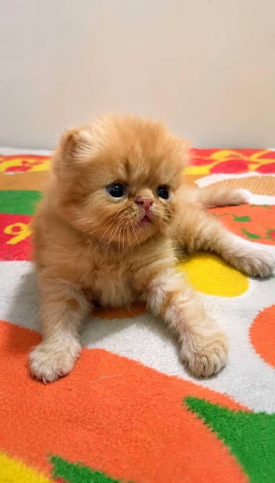 3 Male Persian Kittens for Sale | Triple Coated & Flat Face
