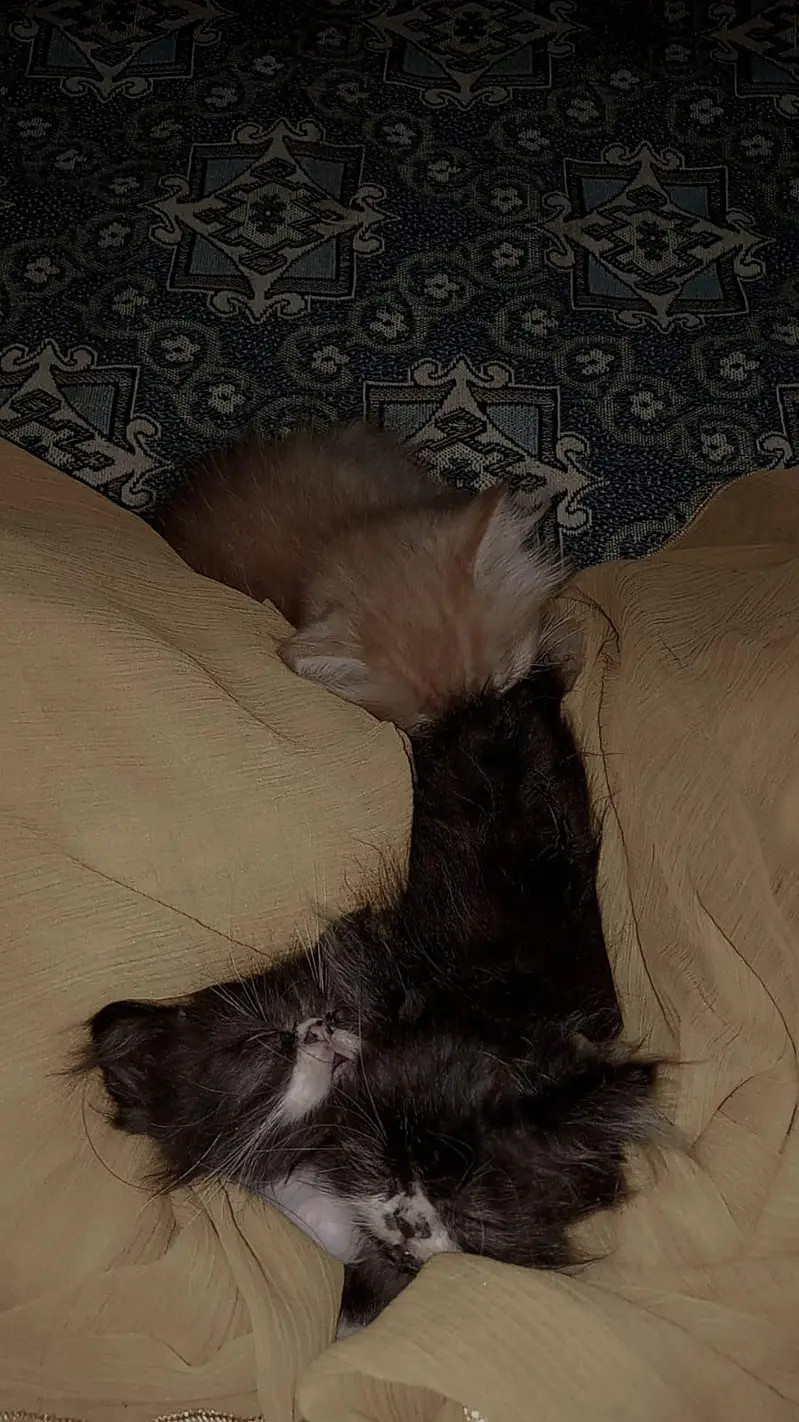 3 Male Persian Kittens for Sale | Triple Coated & Flat Face — photo 2