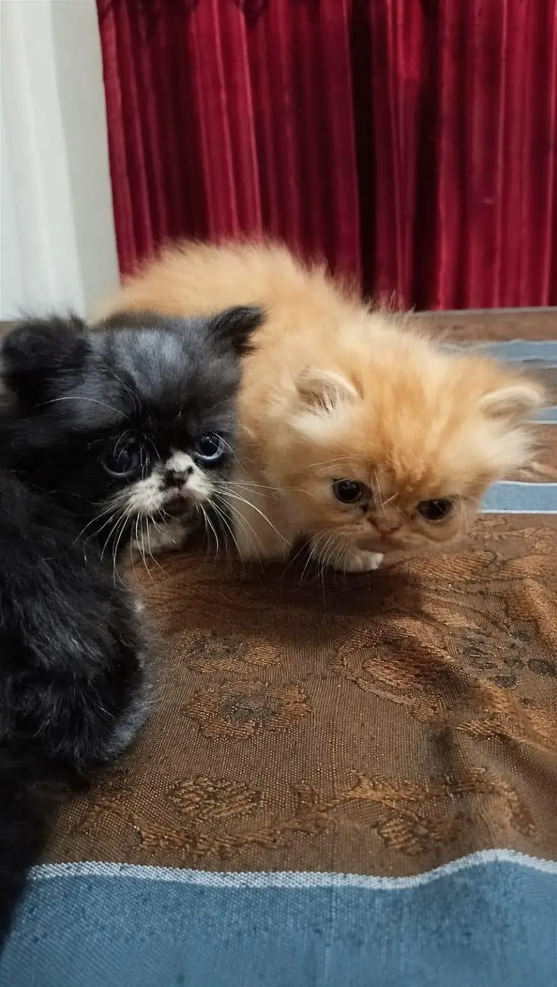 3 Male Persian Kittens for Sale | Triple Coated & Flat Face — photo 3