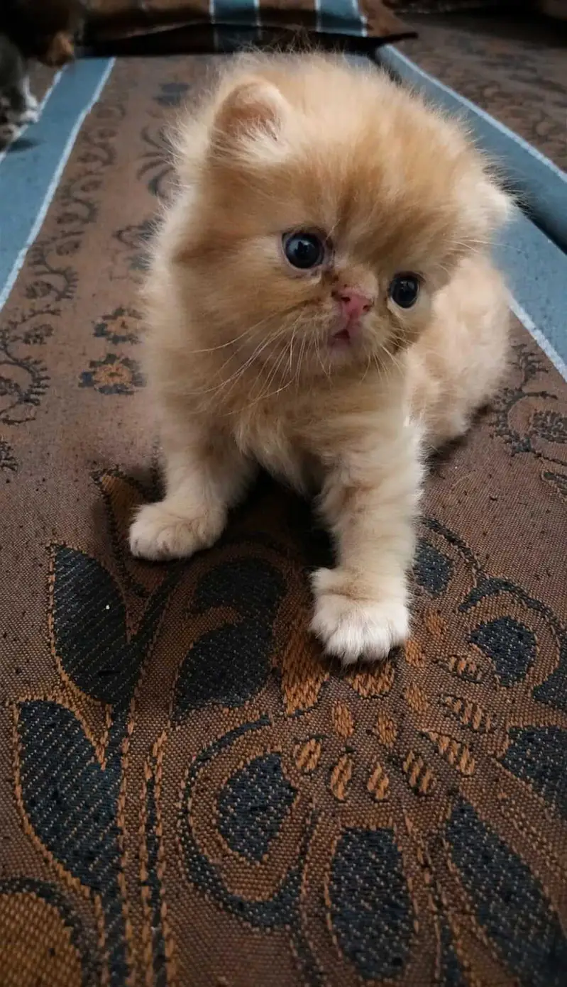 3 Male Persian Kittens for Sale | Triple Coated & Flat Face — photo 4
