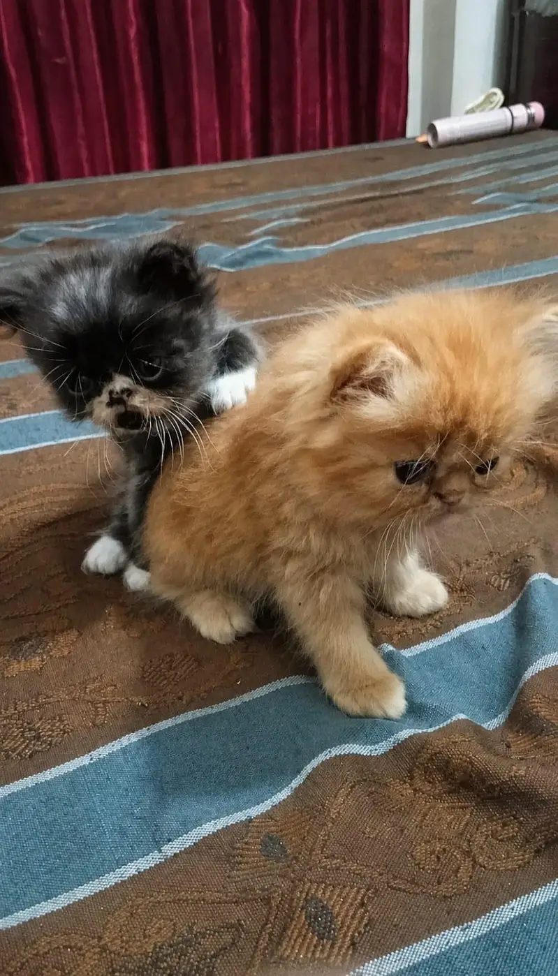 3 Male Persian Kittens for Sale | Triple Coated & Flat Face — photo 5