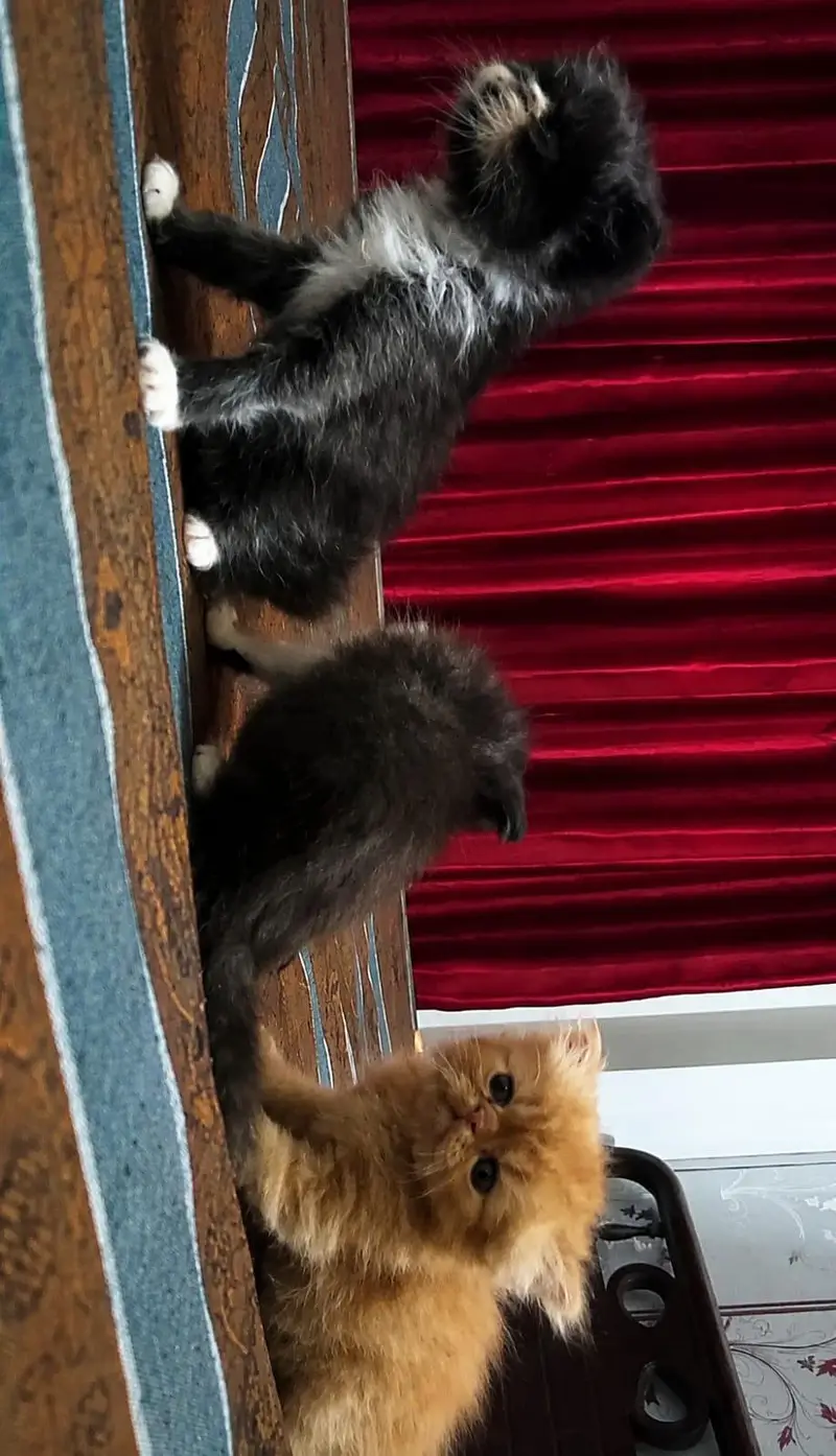 3 Male Persian Kittens for Sale | Triple Coated & Flat Face — photo 6