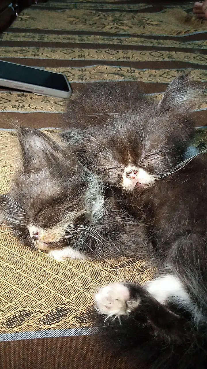 3 Male Persian Kittens for Sale | Triple Coated & Flat Face — photo 7