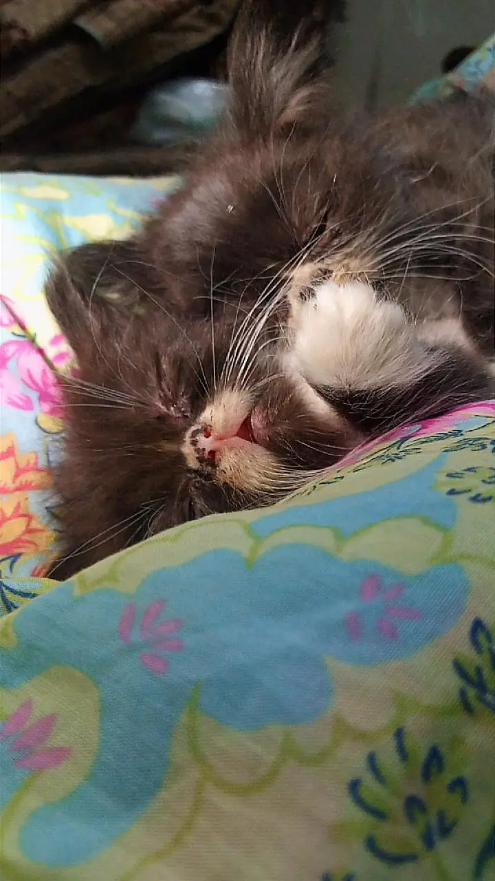 3 Male Persian Kittens for Sale | Triple Coated & Flat Face — photo 8