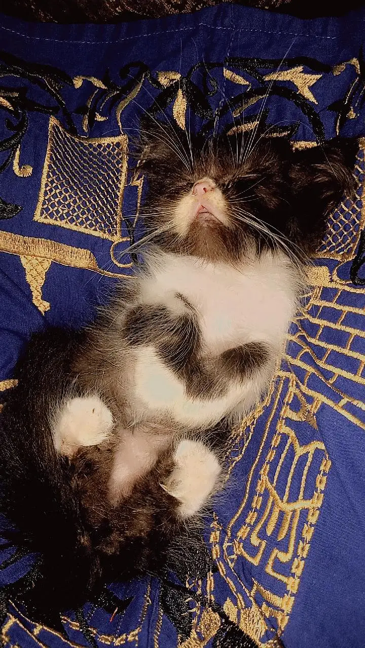 3 Male Persian Kittens for Sale | Triple Coated & Flat Face — photo 9