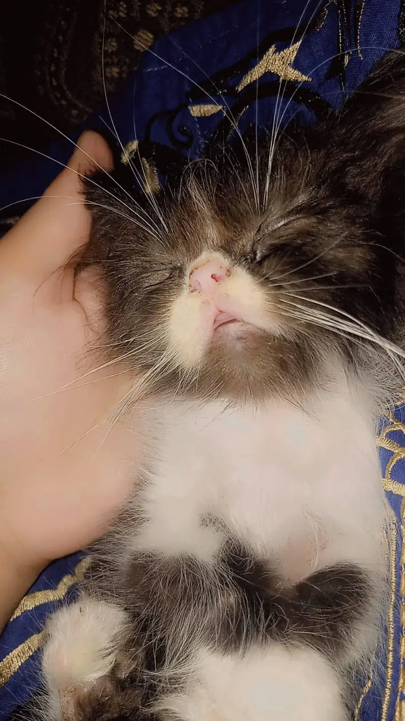 3 Male Persian Kittens for Sale | Triple Coated & Flat Face — photo 10