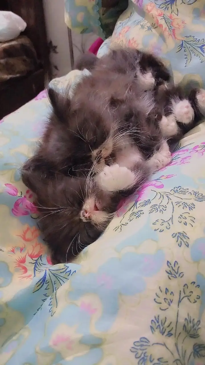 3 Male Persian Kittens for Sale | Triple Coated & Flat Face — photo 11
