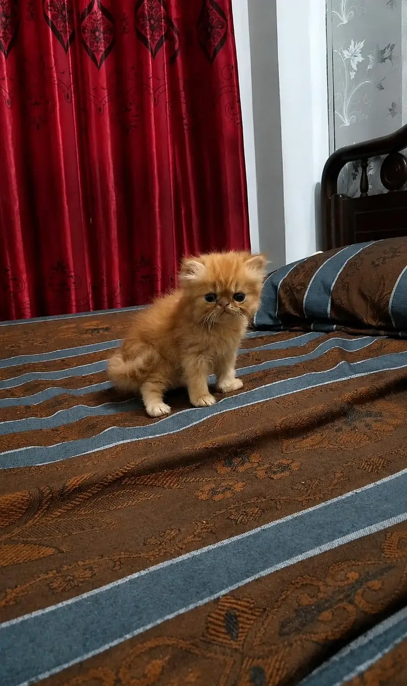 3 Male Persian Kittens for Sale | Triple Coated & Flat Face — photo 12