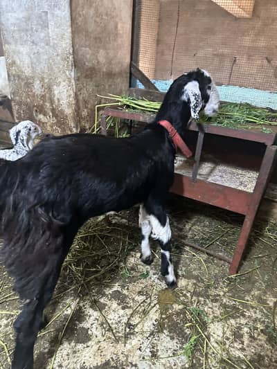 Bakra