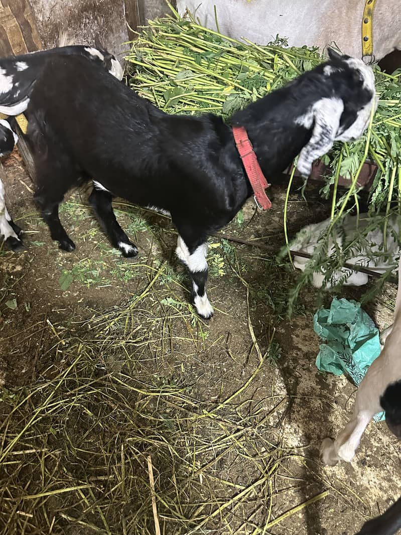 Bakra 1