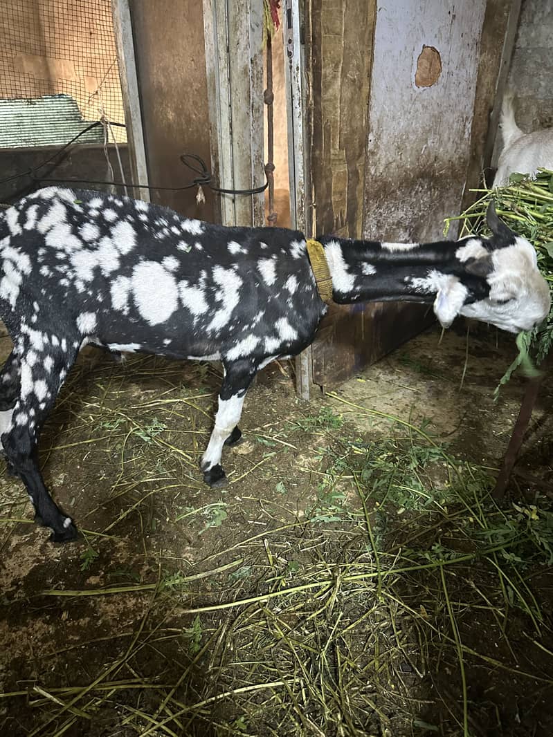 Bakra 2