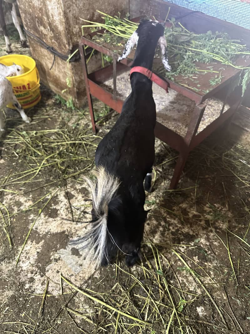 Bakra 5