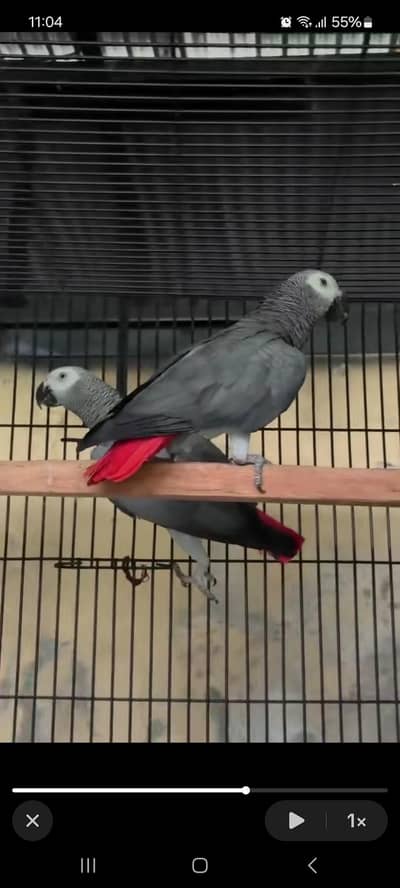 African gray parro for sale