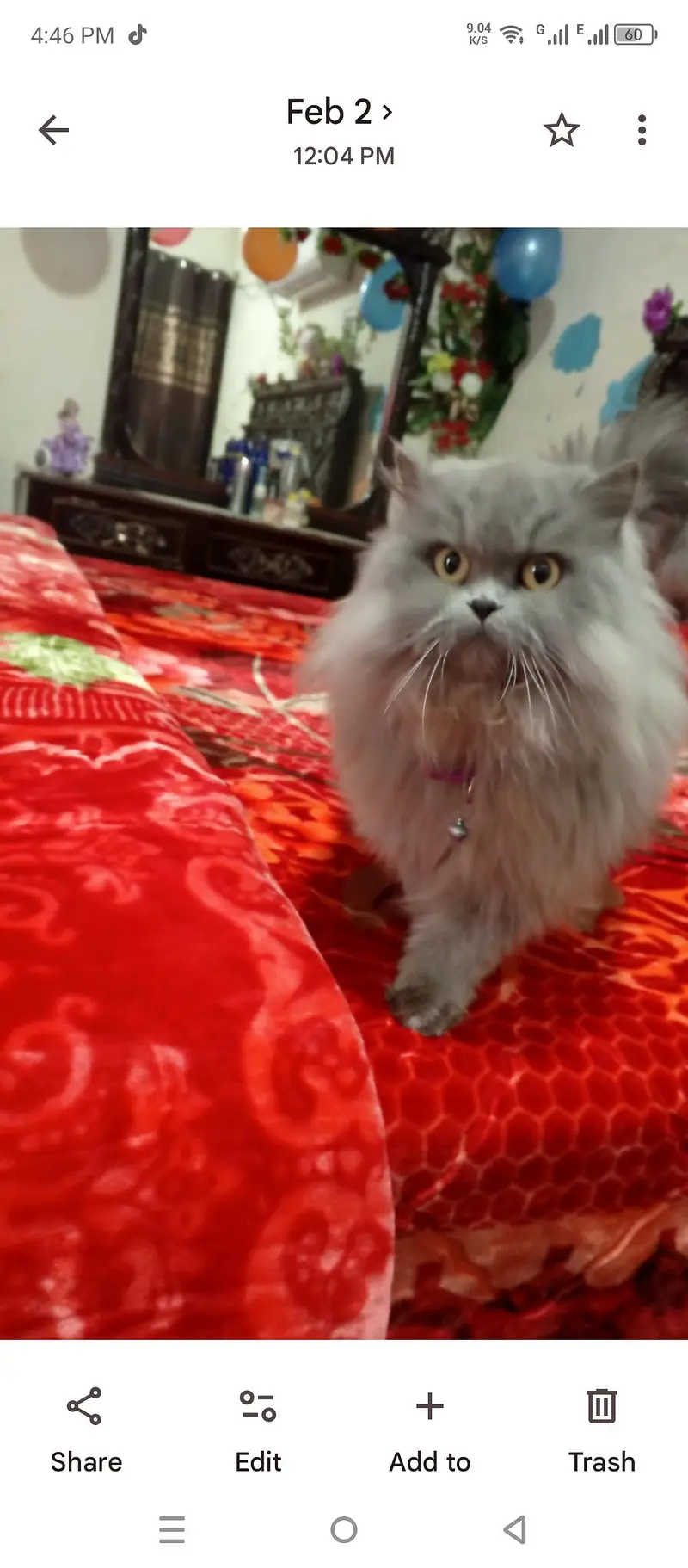 cat for sale — photo 2