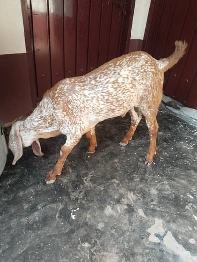 desi Bakra for Sale
