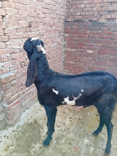 بریڈر بکرا