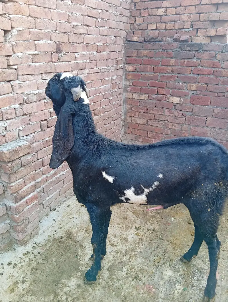 Pure Quality Black |  & | Nagra Beetal Breeder Goats