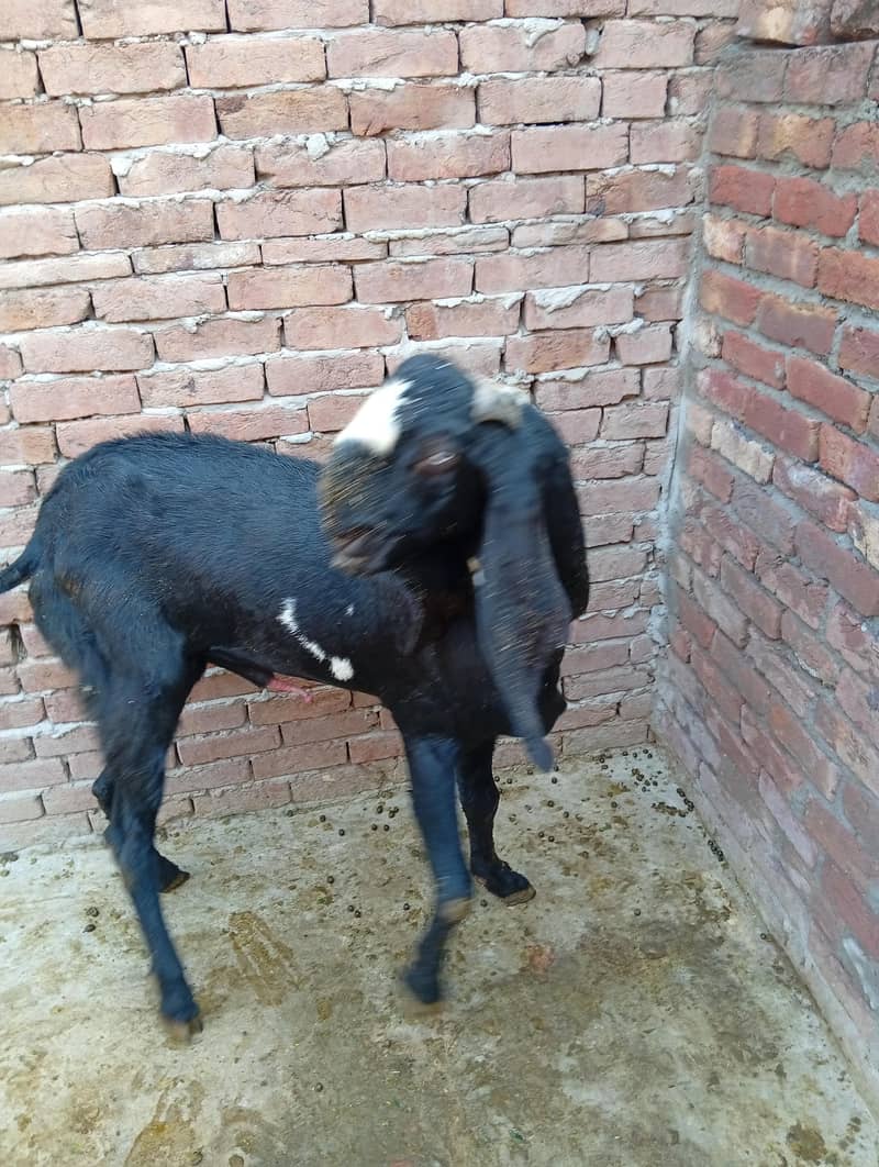 Pure Quality Black |  & | Nagra Beetal Breeder Goats 1