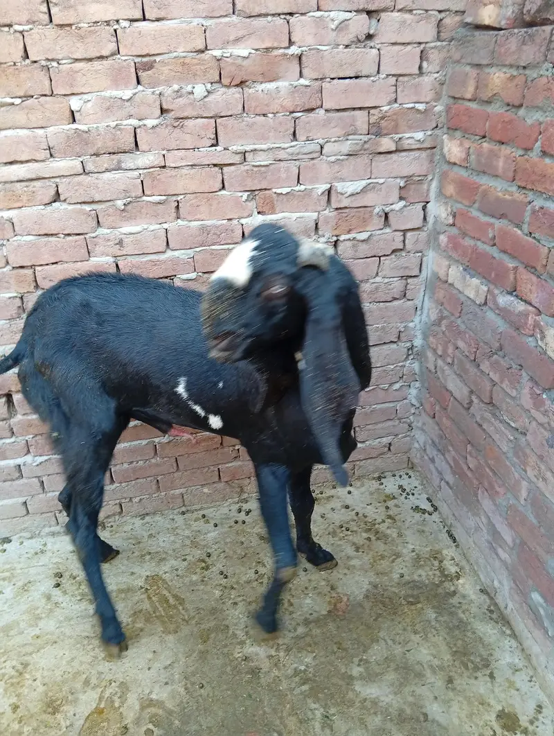 Pure Quality Black |  & | Nagra Beetal Breeder Goats — photo 2