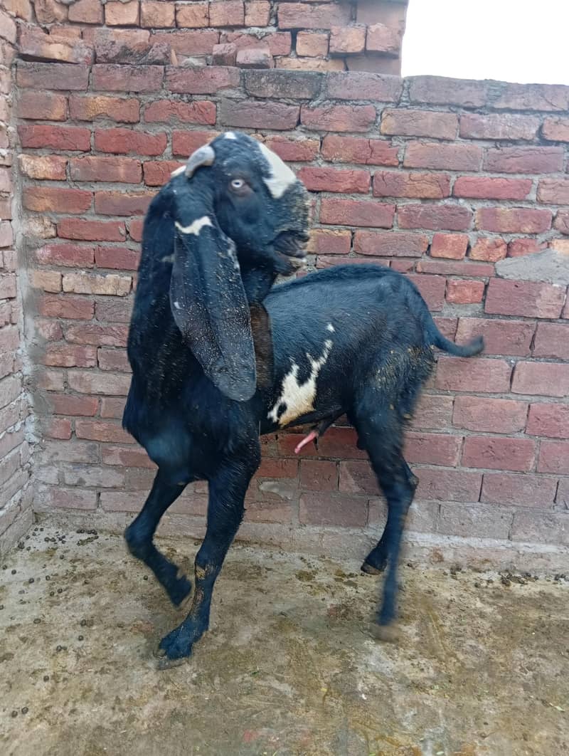 Pure Quality Black |  & | Nagra Beetal Breeder Goats 2