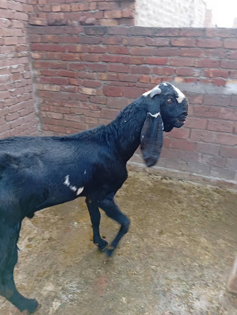 Pure Quality Black |  & | Nagra Beetal Breeder Goats 3