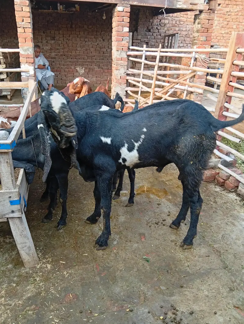 Pure Quality Black |  & | Nagra Beetal Breeder Goats — photo 5