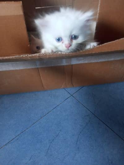 Persian kittens doll face