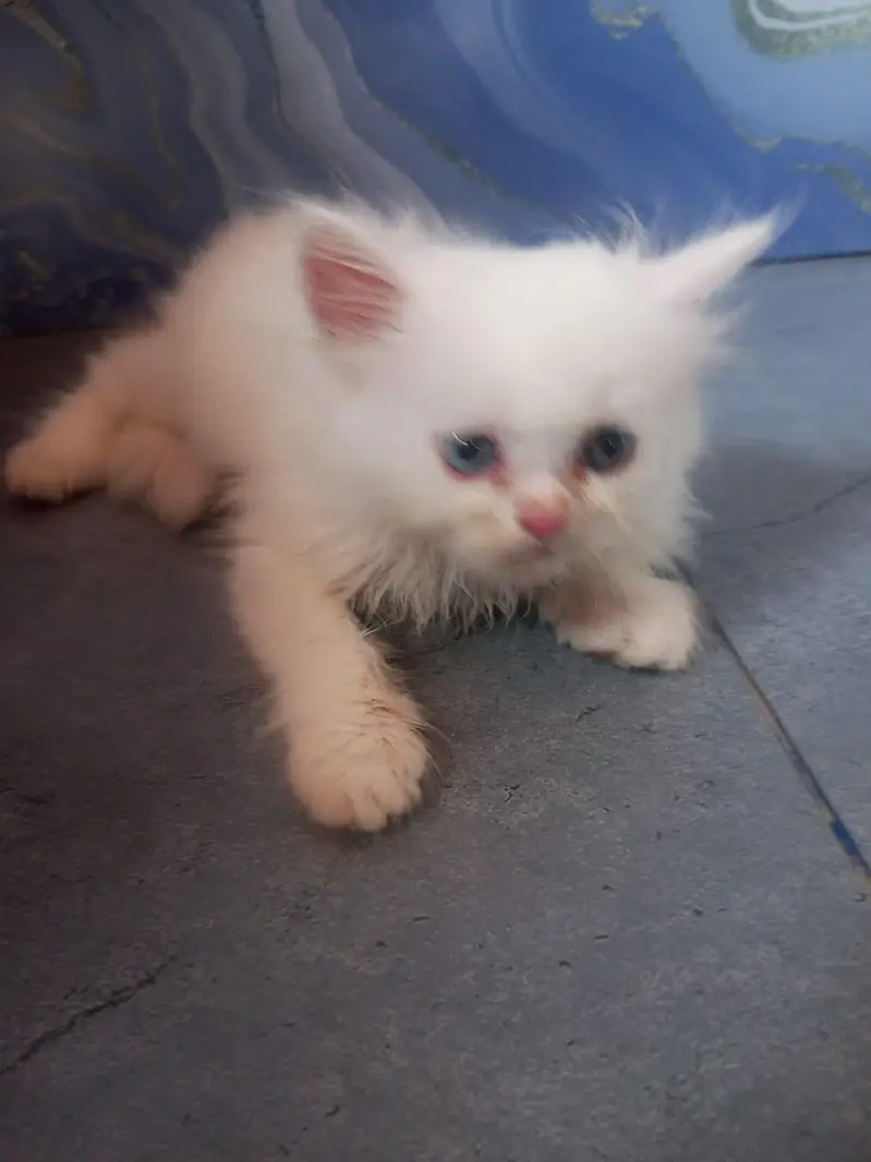 Persian kittens doll face — photo 2