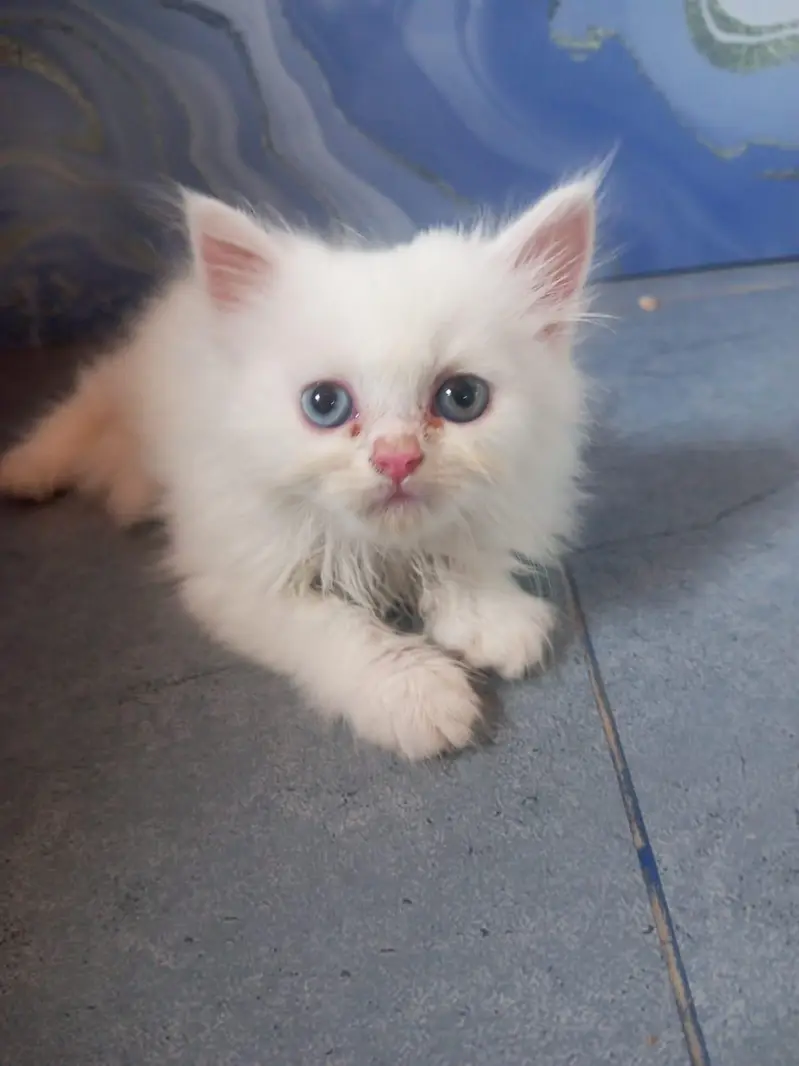 Persian kittens doll face — photo 3