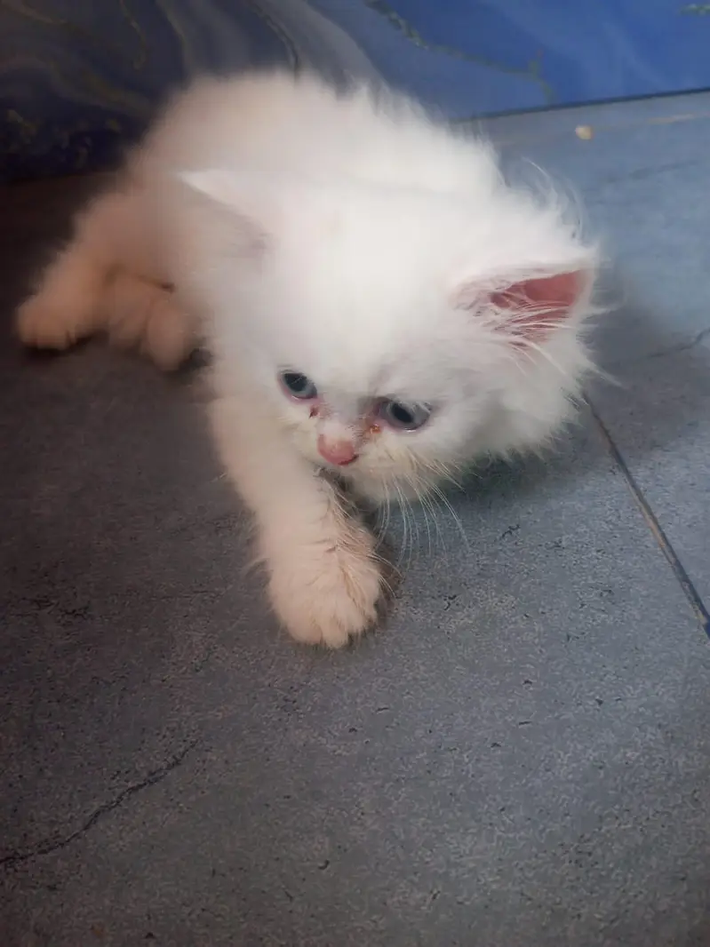 Persian kittens doll face — photo 5