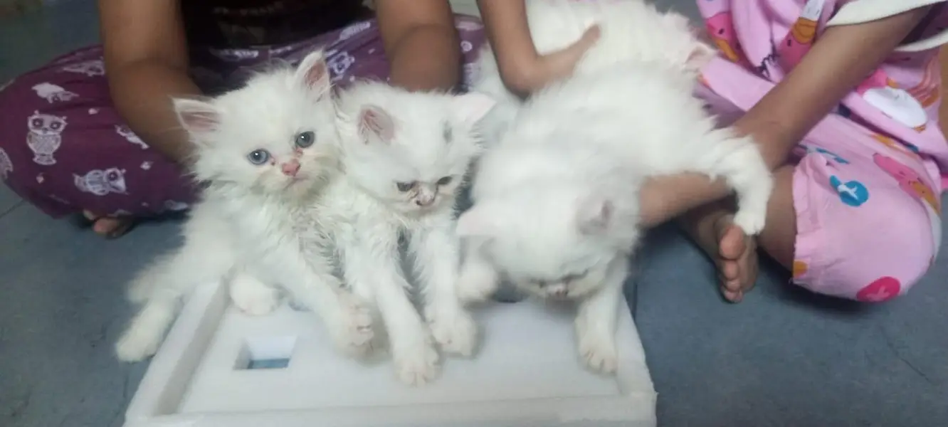 Persian kittens doll face — photo 6