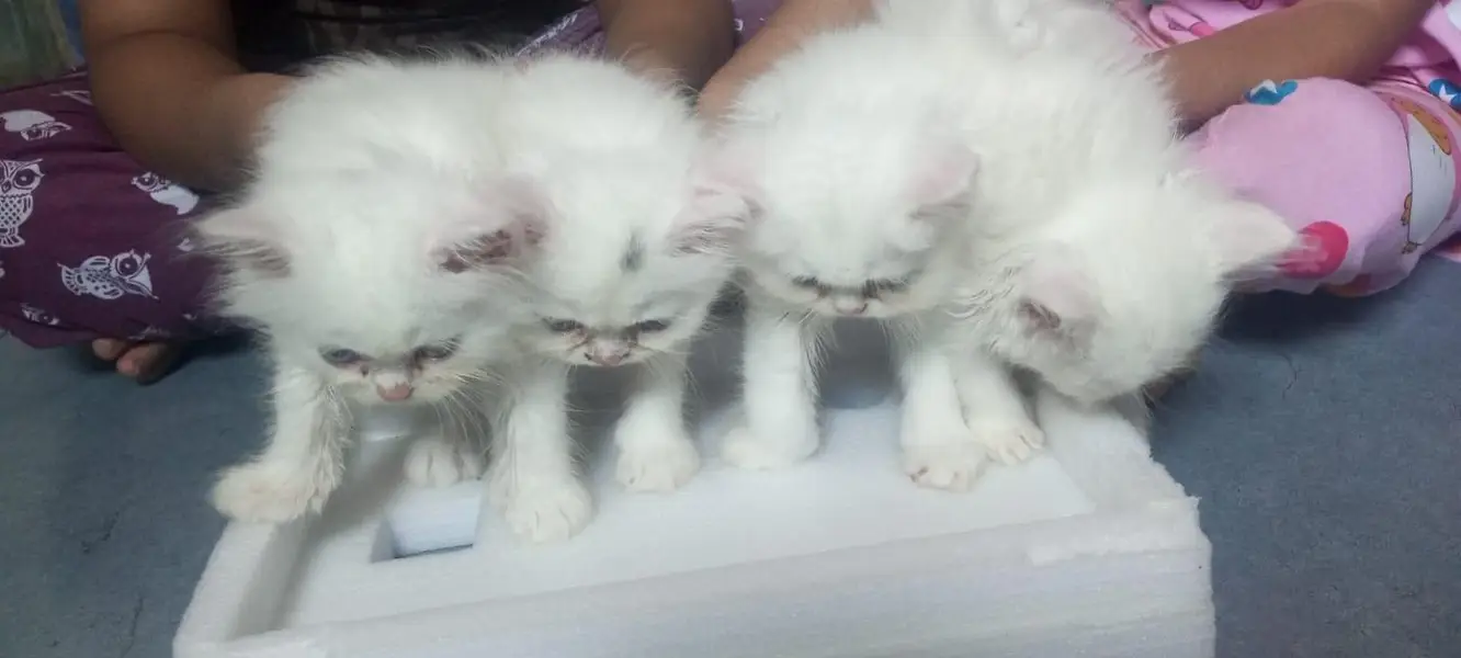 Persian kittens doll face — photo 7