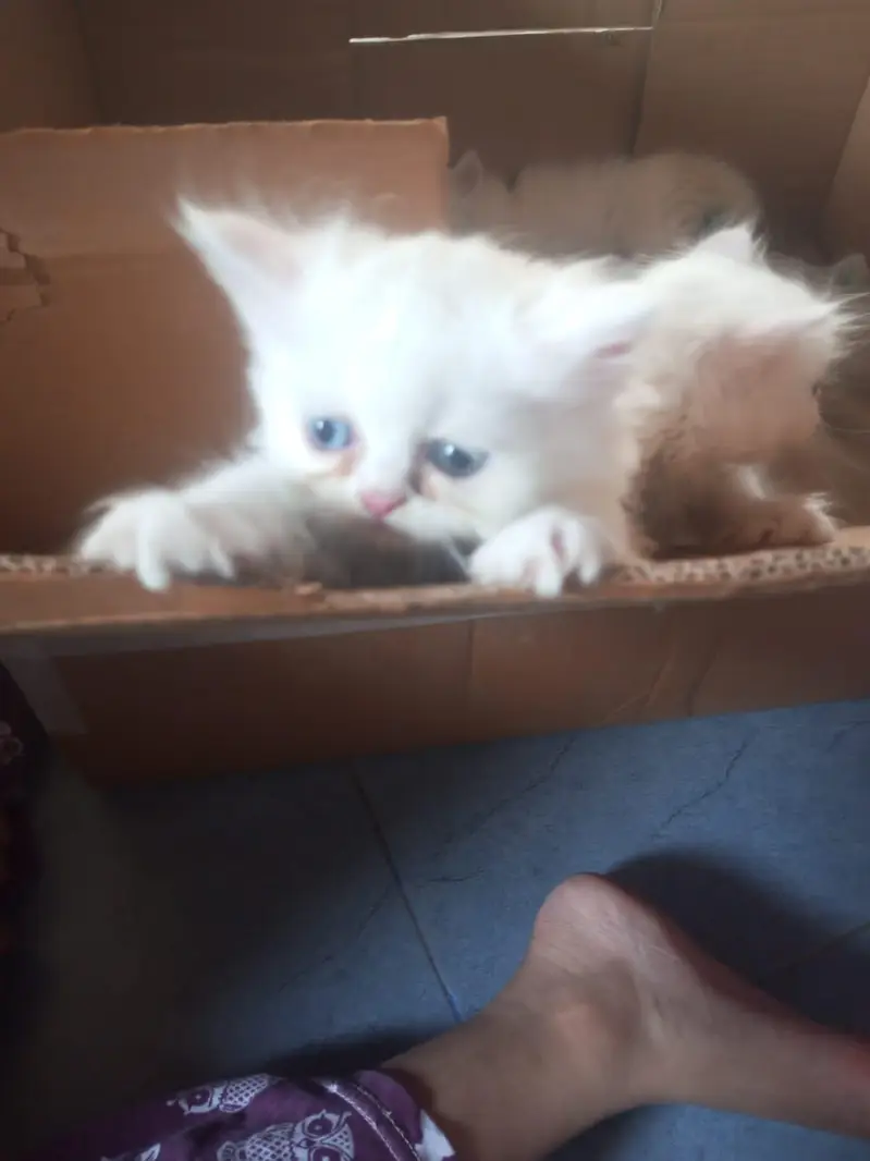 Persian kittens doll face — photo 8