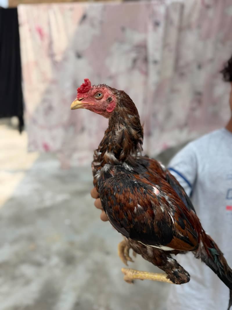 aseel 3