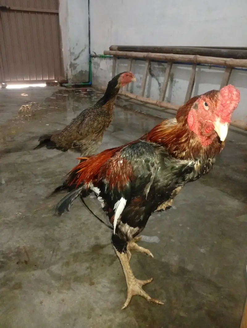 Pair good — photo 3