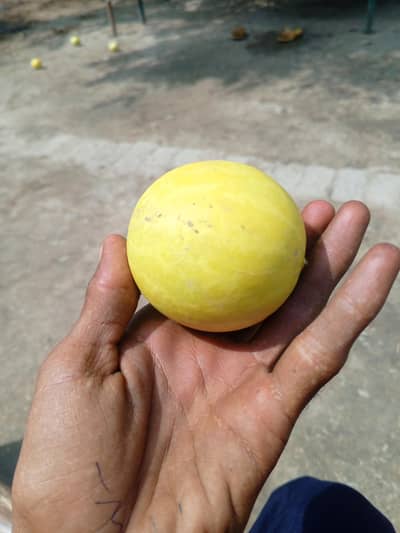 kor Tumba Bitter Apple
