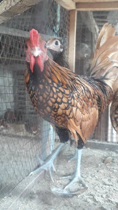 Golden sebright males
